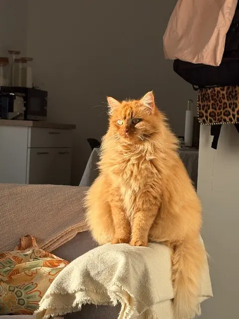 chatte lost   53410 Le Bourgneuf-la-Forêt Azra