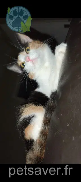 chatte lost   53500 Saint-Denis-de-Gastines Aïlky