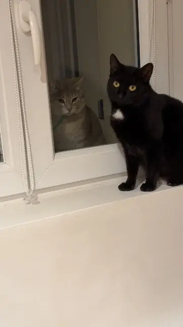 chatte lost   53000 Laval Bagheera