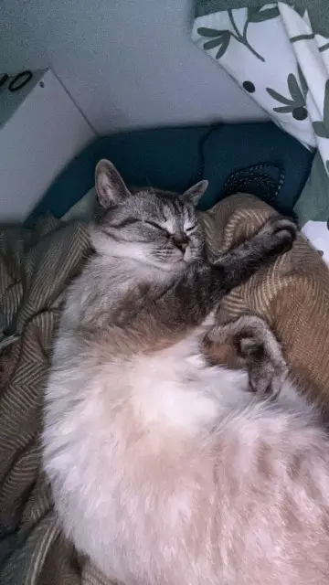 chatte lost   53000 Laval Biscottes