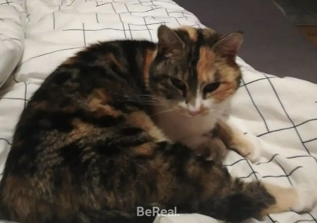 Chatte Perdue 53 Mayenne - Cannelle Chatte Perdue 53 Mayenne - Cannelle