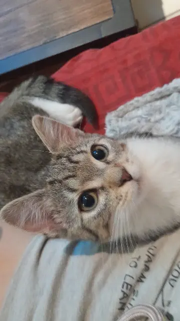 chatte lost   53160 Champgenéteux Chanel