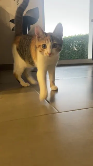 chatte lost   53170 Arquenay Chipie