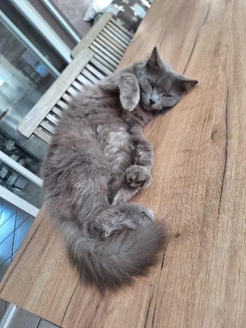 chatte lost   53200 Château-Gontier-sur-Mayenne Guimauve