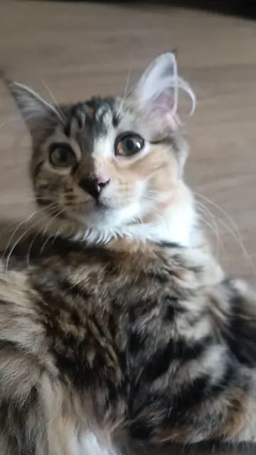 chatte lost   53200 Château-Gontier-sur-Mayenne Iris