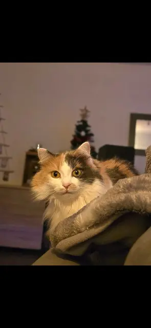 chatte lost   53200 Château-Gontier-sur-Mayenne Maya