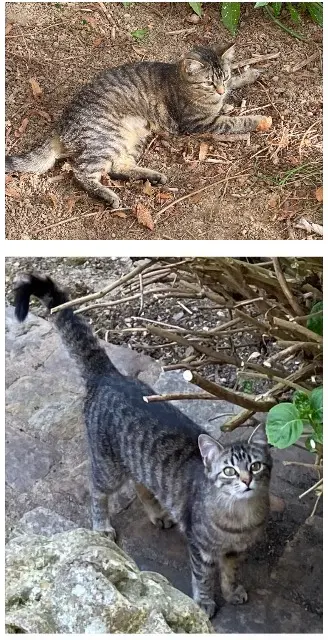 chatte lost   53200 Château-Gontier-sur-Mayenne Yvette