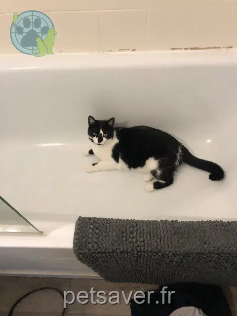 cat lost   53200 Château-Gontier-sur-Mayenne Pearl