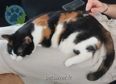 Katze vermisst 53200 Château-Gontier-sur-Mayenne Pixie Katze lost 53200 Château-Gontier-sur-Mayenne Pixie
