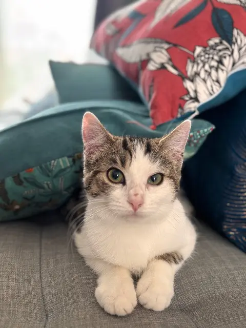 chatte lost   53440 La Bazoge-Montpinçon Dolce