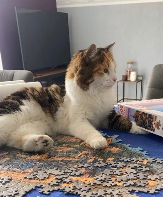 chatte lost   53950 Louverné Duchesse