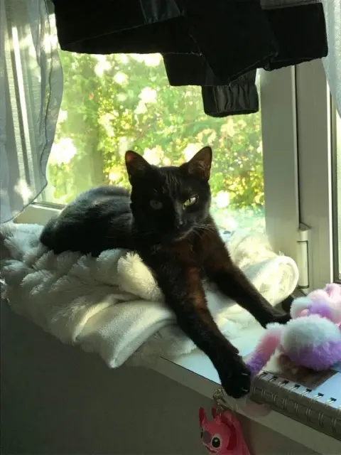 chatte lost   53000 Laval Edith