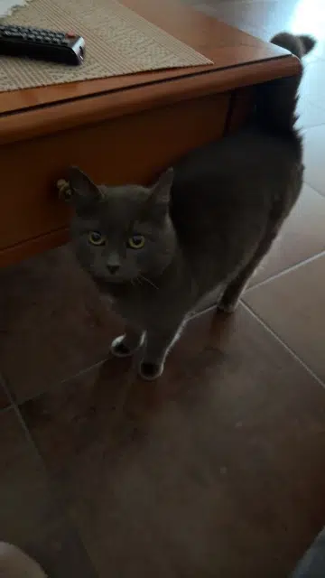 chatte lost   53970 Montigné-le-Brillant Fred