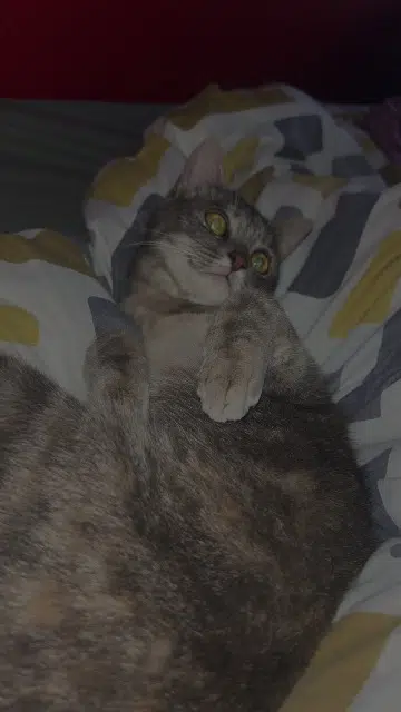 chatte lost   53160 Jublains Jaysonie