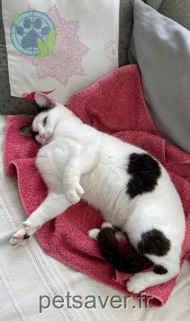 chatte lost   53100 Mayenne Kalie