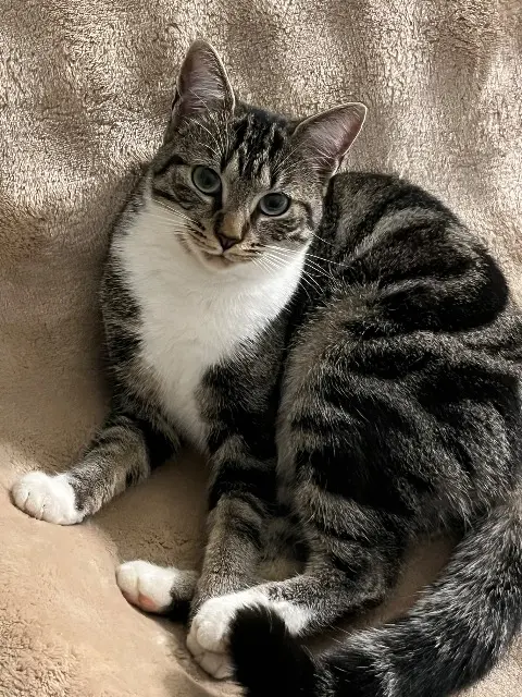 chatte lost   53170 Villiers-Charlemagne Kiara