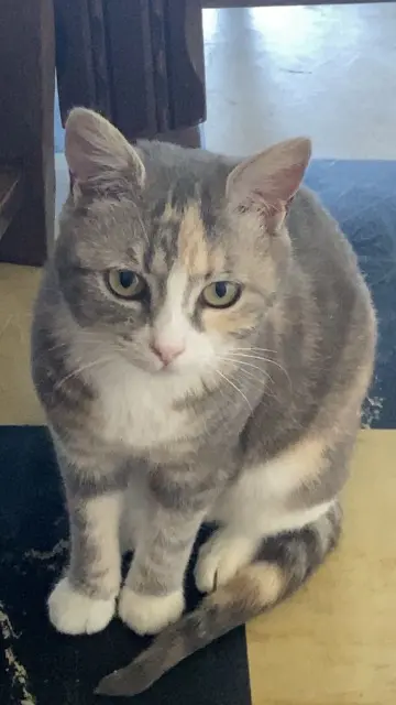 chatte lost   53190 Fougerolles-du-Plessis Lili ou Litchi