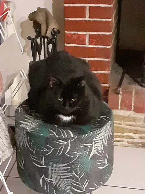 chatte lost   53300 Ambrières-les-Vallées Lili