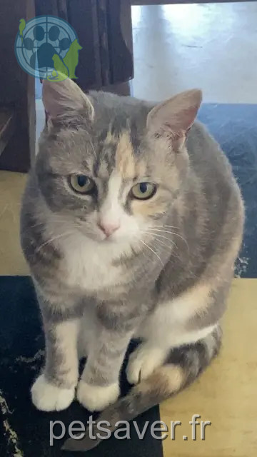 cat lost 53190 Fougerolles-du-Plessis Lili ou Litchi cat lost 53190 Fougerolles-du-Plessis Lili ou Litchi