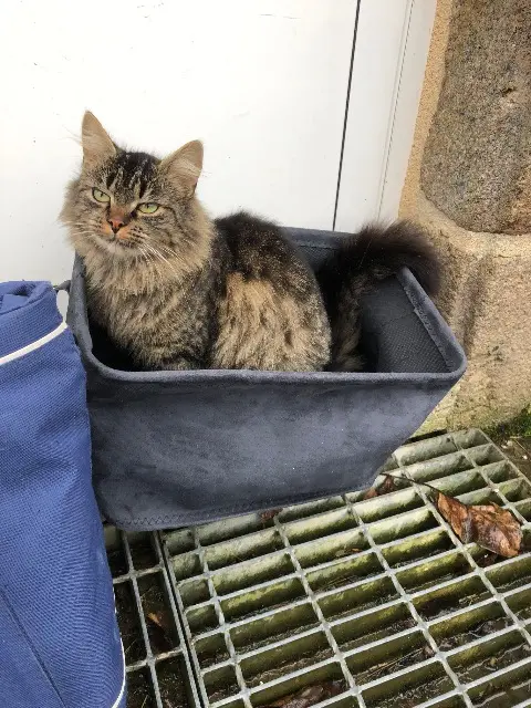 chatte lost   53120 Vieuvy Loulou