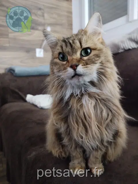 chatte lost   53000 Laval Marceau
