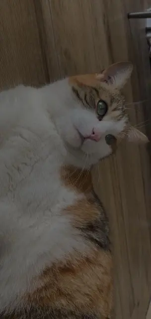 chatte lost   53950 Louverné MAYA