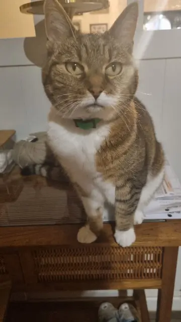 chatte lost   53210 Louvigné Maya