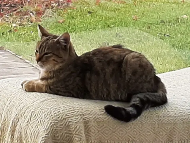 chatte lost   53000 Laval Maya