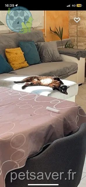cat lost 53260 Entrammes Maya cat lost 53260 Entrammes Maya