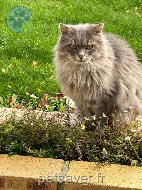 gatta lost   53100 Mayenne Mimi