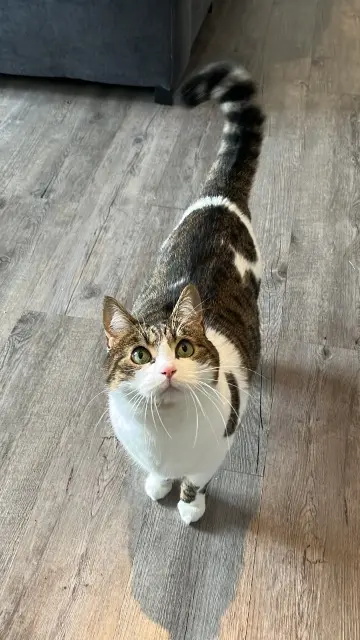 chatte lost   53800 Renazé Minette