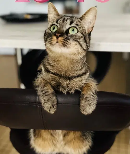 chatte lost   53500 Saint-Denis-de-Gastines Molly