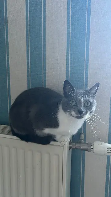 chatte lost   53250 Javron-les-Chapelles Moon