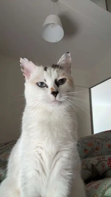 chatte lost   53170 Meslay-du-Maine Moon