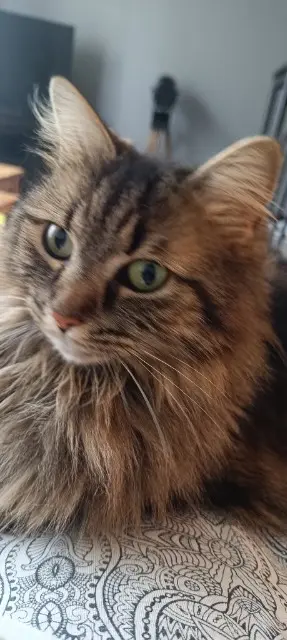 chatte lost   53240 Andouillé Nala