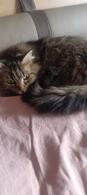 chatte lost   53240 Andouillé Nala