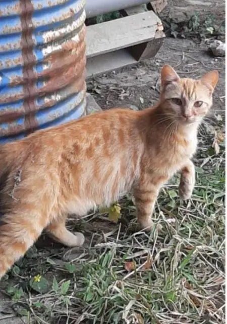chatte lost   53000 Laval Nom