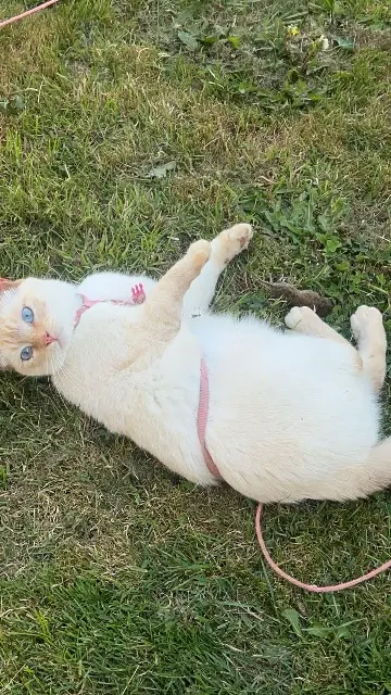 chatte lost   53800 La Selle-Craonnaise Nylha