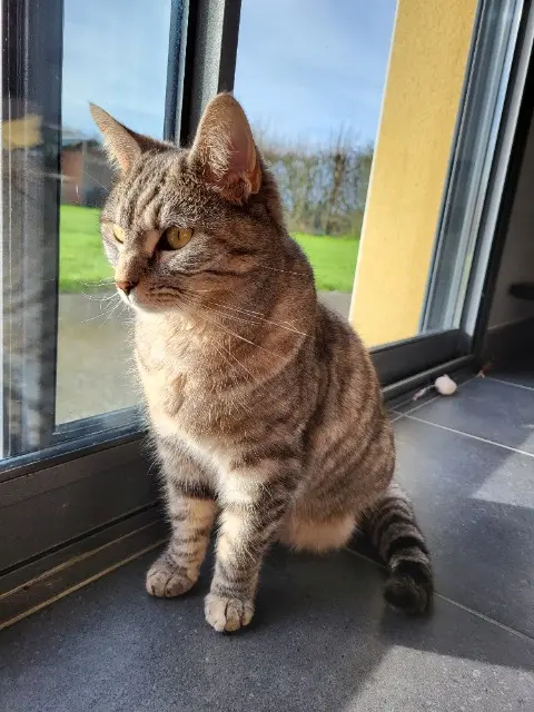 chatte lost   53150 Neau Ollie