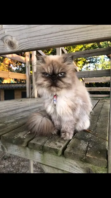 chatte lost   53120 Gorron Onigri