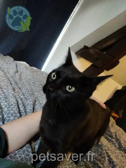 Chatte Perdue 53 Mayenne - Prunelle Chatte Perdue 53 Mayenne - Prunelle