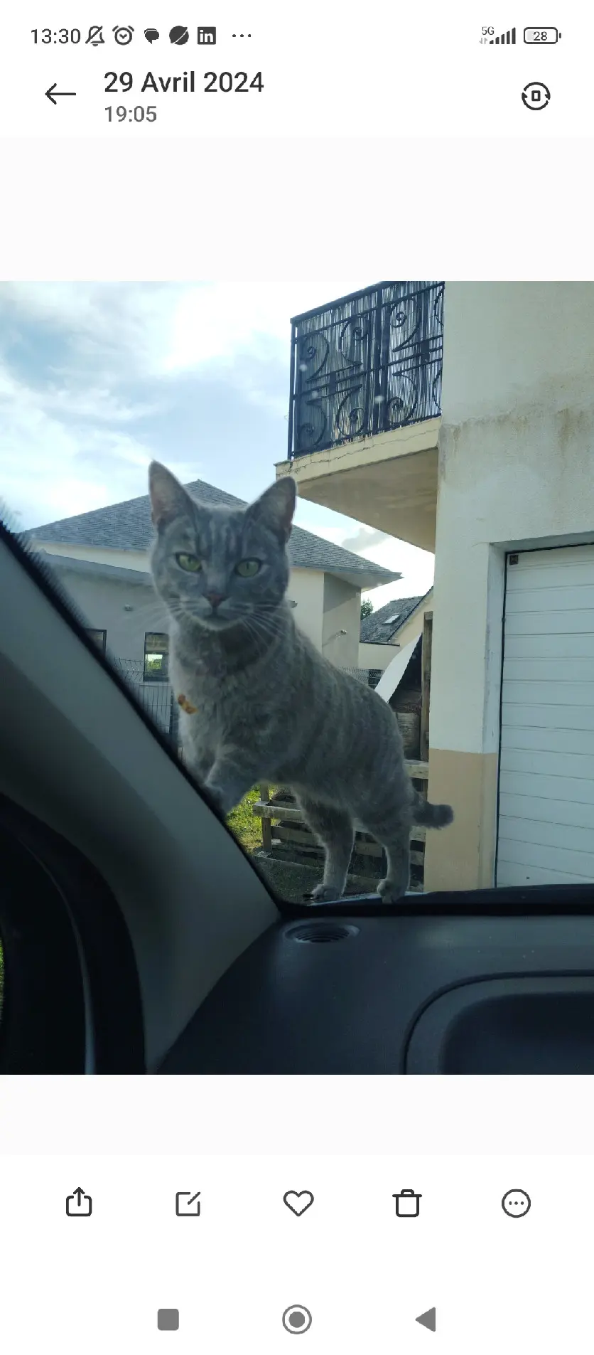 Chatte Perdue 53 Mayenne - Rayure Chatte Perdue 53 Mayenne - Rayure