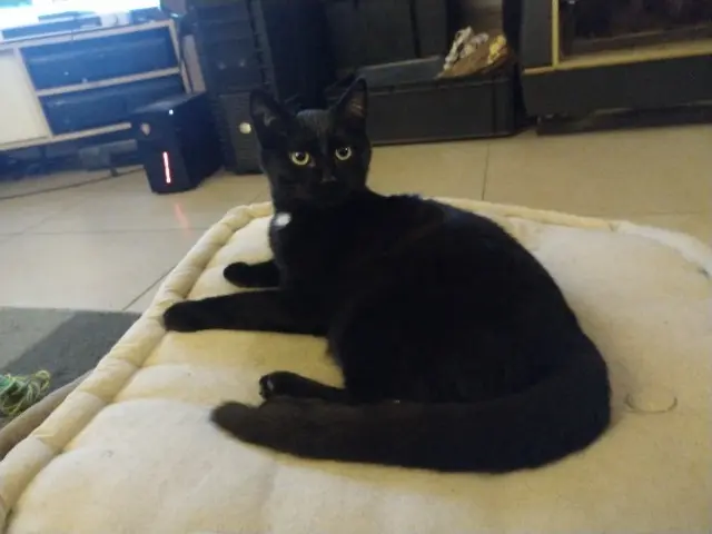 chatte lost   53220 Montaudin Rhéia