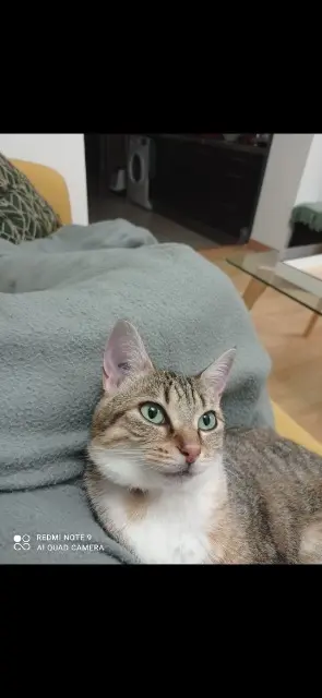 chatte lost   53240 Saint-Jean-sur-Mayenne Rosé