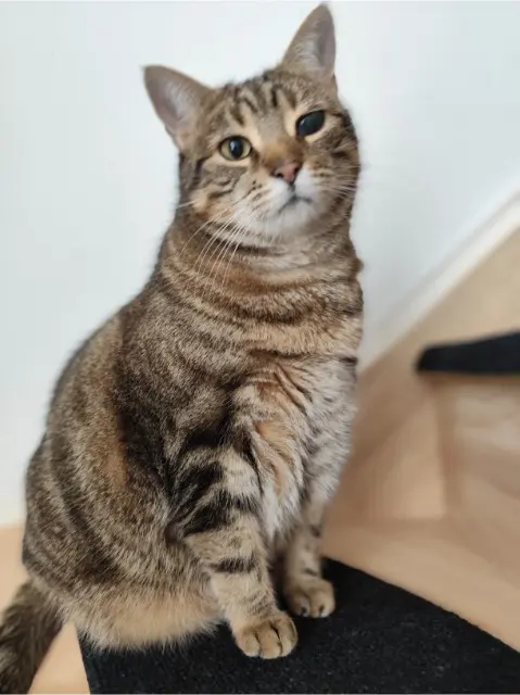 Katze vermisst 53810 Changé Roxy Katze lost 53810 Changé Roxy