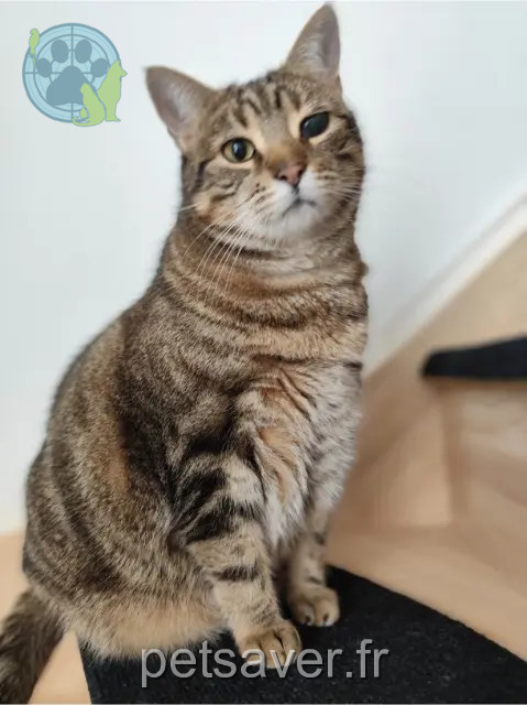 chatte perdue 53810 Changé Roxy chatte lost 53810 Changé Roxy