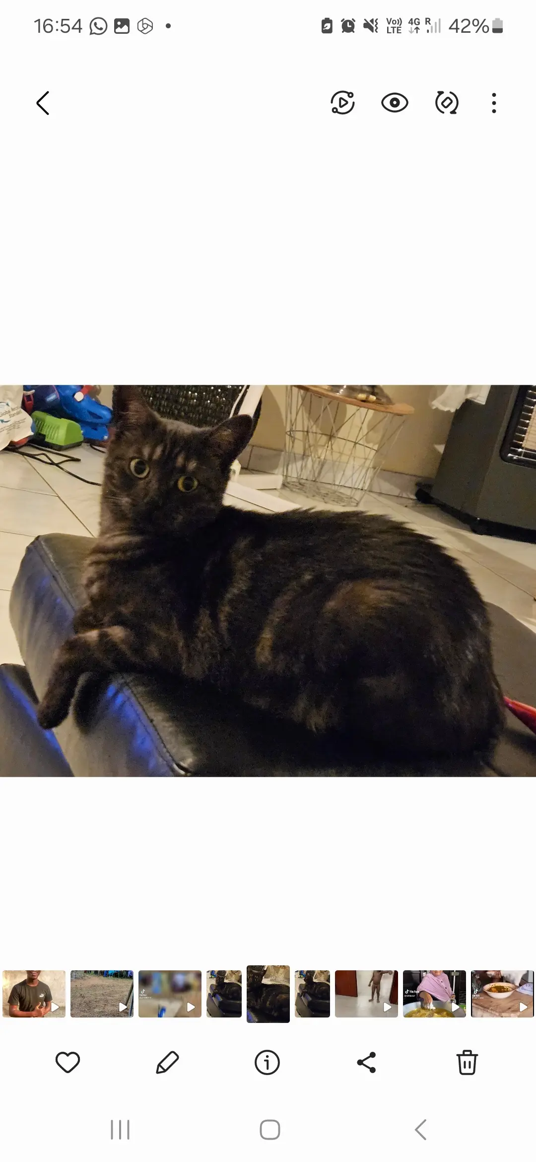 Chatte Perdue 53 Mayenne - Shadow Chatte Perdue 53 Mayenne - Shadow