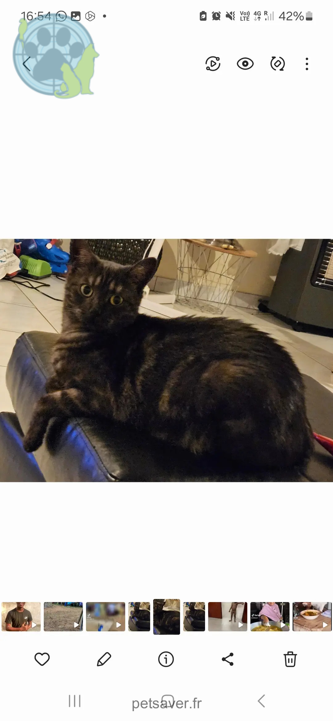 Chatte Perdue 53 Mayenne - Shadow Chatte Perdue 53 Mayenne - Shadow