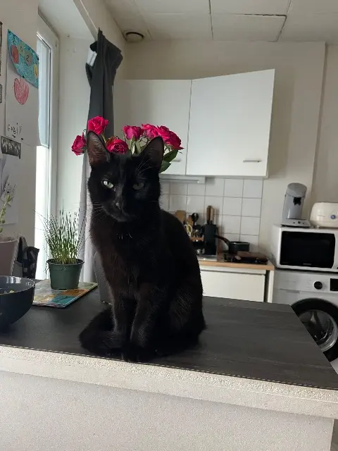 chatte lost   53000 Laval Soupape
