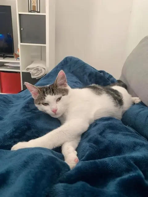 chatte lost   53210 Argentré Storm